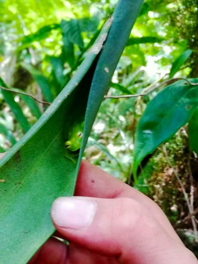 Cabanas Las Orquideas Zapotal  Ngoại thất bức ảnh